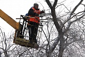 Обрезка деревьев в Ярославле обойдётся в 6 миллионов рублей