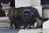 Кошку британского министра обвинили в шпионаже
