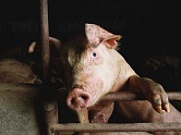 В Ярославской области под запрет попало свиноводство