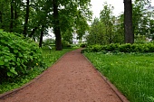 В Ярославской области высадили 50 000 деревьев