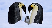 Императорские пингвины в гостях у ярославцев