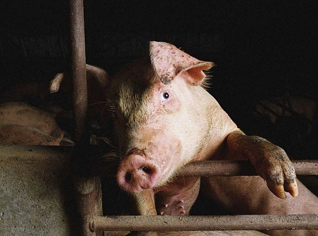 В Ярославской области под запрет попало свиноводство