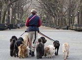 Собакам в Ярославле обустраивают очередную площадку для выгула